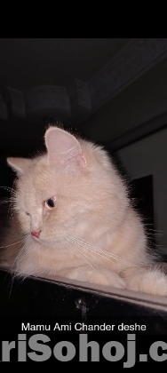 Persian Cat